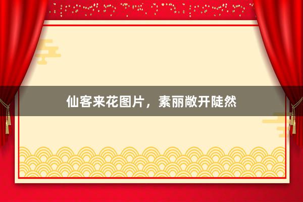 仙客来花图片，素丽敞开陡然